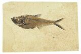 Fossil Fish (Diplomystus) - Wyoming #295706-1